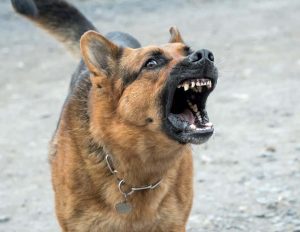 Can I sue for my Massachusetts dog bite?