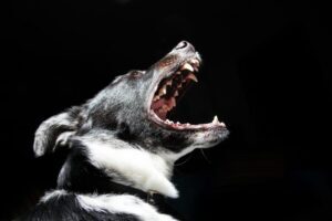 Do I Need a Dog Bite Lawyer?