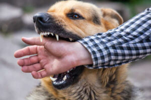 german shepherd bites a man by the hand