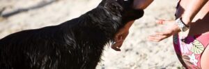 Massachusetts Dog Bite Laws