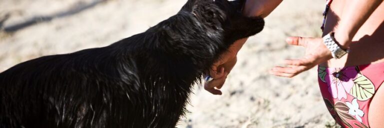 Massachusetts Dog Bite Laws