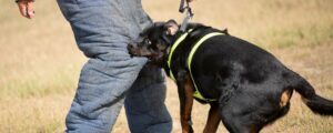 Dog Attacks by Breed