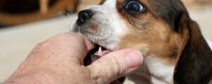 Massachusetts Law About Animals