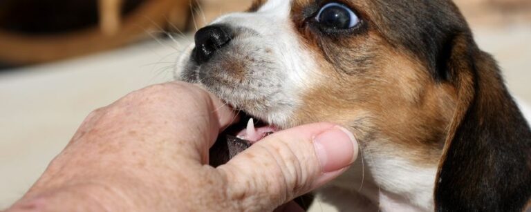 Massachusetts Law About Animals