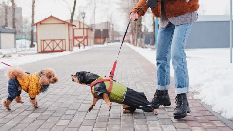 My Dog Bit While on Leash, Am I Liable?