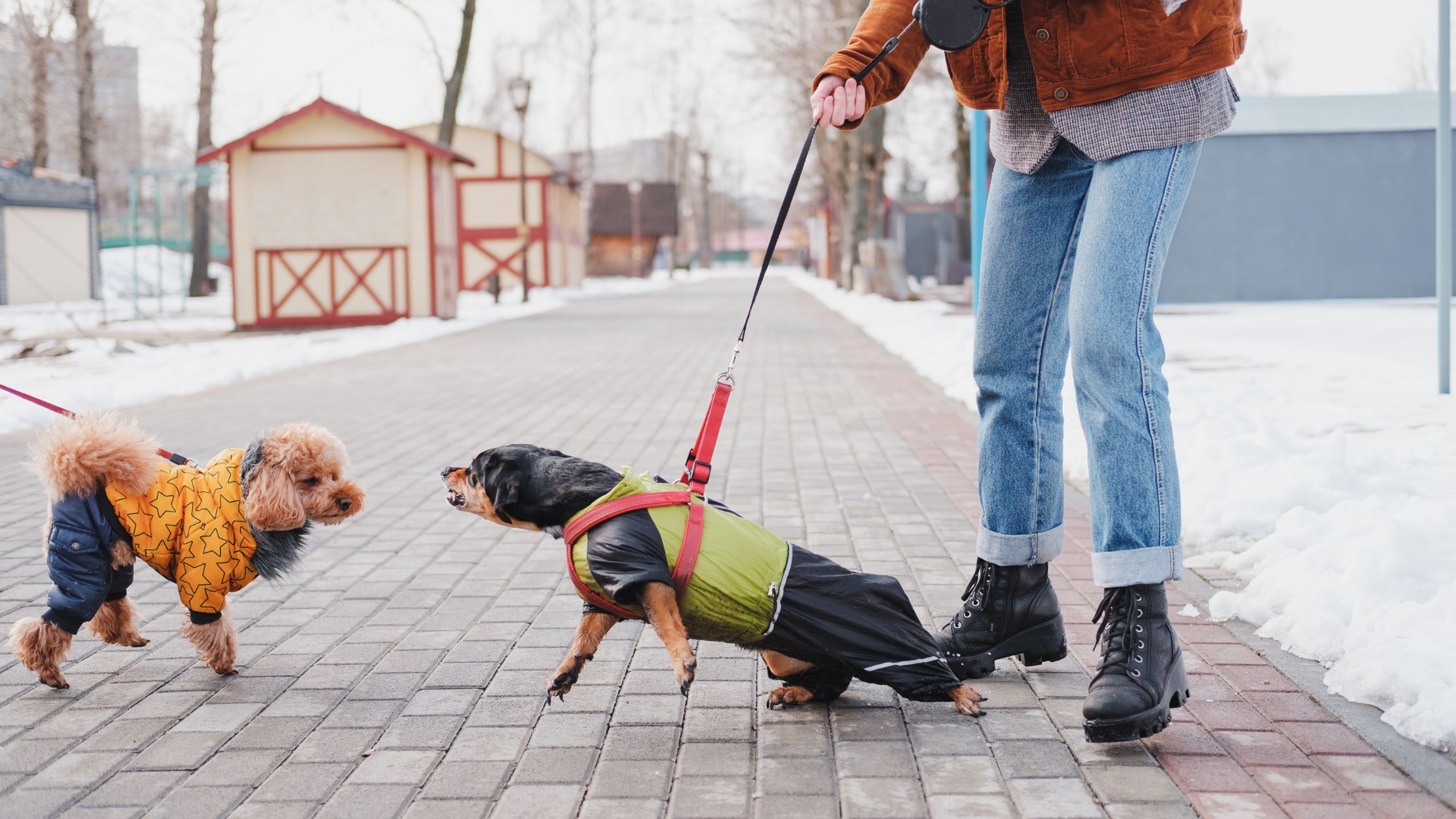 My Dog Bit While on Leash, Am I Liable?