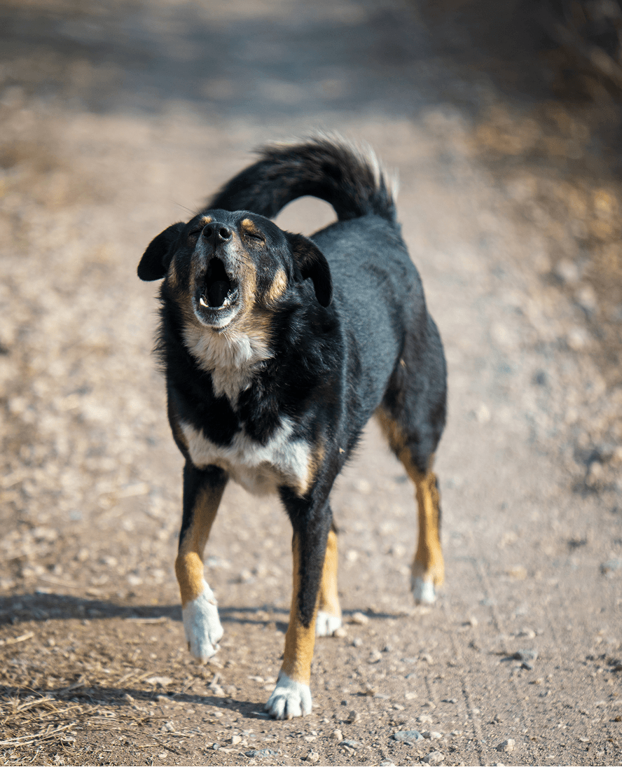 Dog Bite
